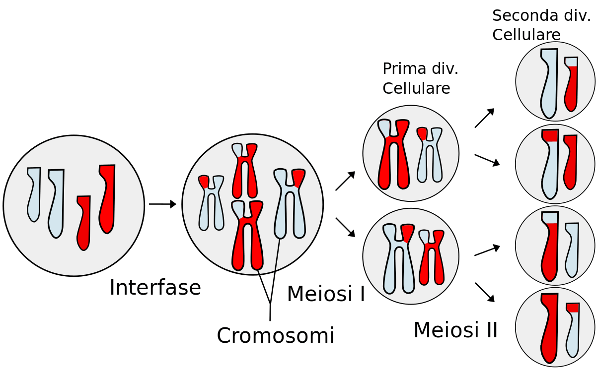 Meiosi